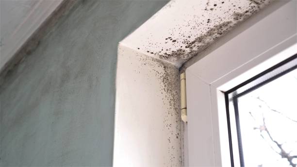 Best Mold Odor Removal Services  in Kutztown University, PA